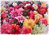 Amazing Flowers - 