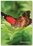 Ученическа тетрадка - Пеперуди Формат А4 с широки редове - тетрадка