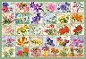 Азбука на цветята - Пъзел от 1000 части - пъзел