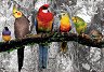 Птици в джунглата - 