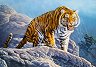 Тигър в планината - Пъзел от 500 части - 