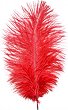 Червено перо от щраус Слънчоглед - 20 cm - 