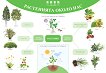 Растенията около нас: Двустранно табло по околен свят за 1. клас - учебник