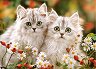 Персийски котки - Пъзел от 200 части от колекцията "Premium" - 