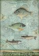 Декупажна хартия Stamperia - Риби - A4 от колекцията Forest - 