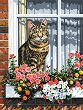Рисуване по номера Royal & Langnickel - Котка на прозорец - 23 x 30 cm - 