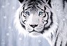 Бял тигър - Пъзел от 500 части на Джон Ратенбъри - 
