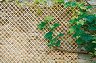 Дървена решетка за увивни растения Nortene Wick Trellis