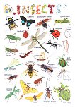Insects - стенно учебно табло на английски език - 