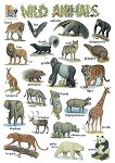 Wild Animals - стенно учебно табло на английски език - 52 x 77 cm - 