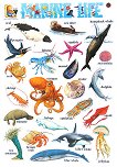 Marine Life - стенно учебно табло на английски език - 52 x 77 cm - 