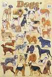 Dogs - стенно учебно табло на английски език - 52 x 77 cm - 