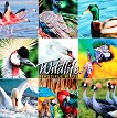 Стенен календар - Wildlife: Beautiful Birds 2022 - календар