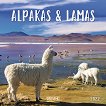 Стенен календар - Alpakas & Lamas 2022 - календар