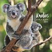 Стенен календар - Koalas 2022 - 