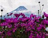 Рисуване по номера Gradientti - Цветя от планината Фуджи