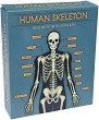 Сглоби сам Rex London - Фосфоресциращ модел на човешки скелет - 