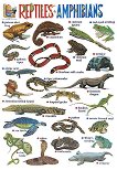 Reptiles and Amphibians - стенно учебно табло на английски език - 