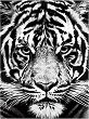 Рисуване по номера Foska - Бял тигър - 40 x 50 cm - 