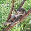 Стенен календар - Koalas 2023 - 