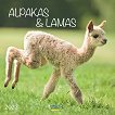 Стенен календар - Alpakas & Lamas 2023 - 