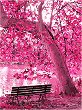 Рисуване по номера Foska - Розова есен