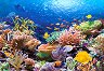 Коралов риф - Пъзел от 1000 части - 