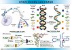 Учебно табло: Нуклеинови киселини ДНК, РНК - табло