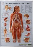 Учебно релефно табло: Органи в човешкото тяло - 
