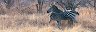 Закуска - Панорамен пъзел от 1000 части на Александър Фон Хумболт - пъзел