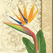 Салфетки - Стрелиция - Пакет от 20 броя