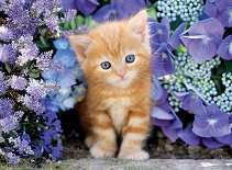 Рижаво коте сред лилави цветя - 