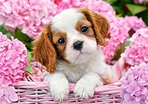 Кученце в розови цветя - пъзел