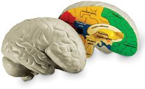 Анатомичен модел на мозък - 