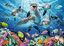 Делфини в кораловия риф - 