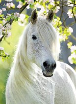 Красива кобила - 