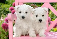Бели кученца - Териери - пъзел