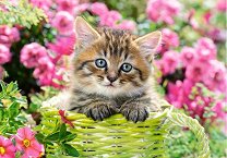 Коте сред градински цветя - пъзел