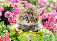 Коте сред градински цветя - пъзел