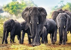 Африкански слонове - пъзел
