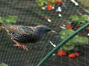 Защитна мрежа против птици Nortene