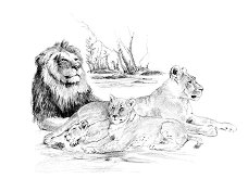 Рисуване по номера Royal & Langnickel - Лъвове