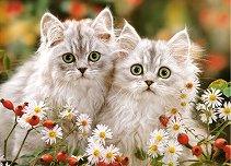 Персийски котки - пъзел