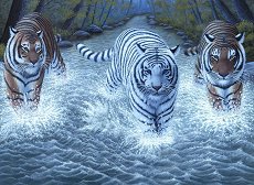 Рисуване по номера Royal & Langnickel - Тигри