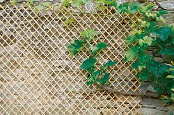 Дървена решетка за увивни растения Nortene Wick Trellis