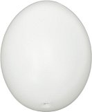 Яйца от пластмаса