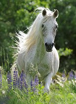 Бял кон - 