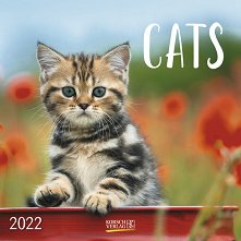 Стенен календар - Cats 2022 - 