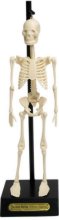 Анатомичен модел на човешки скелет - 