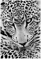 Картина за декориране с камъчета - Леопард